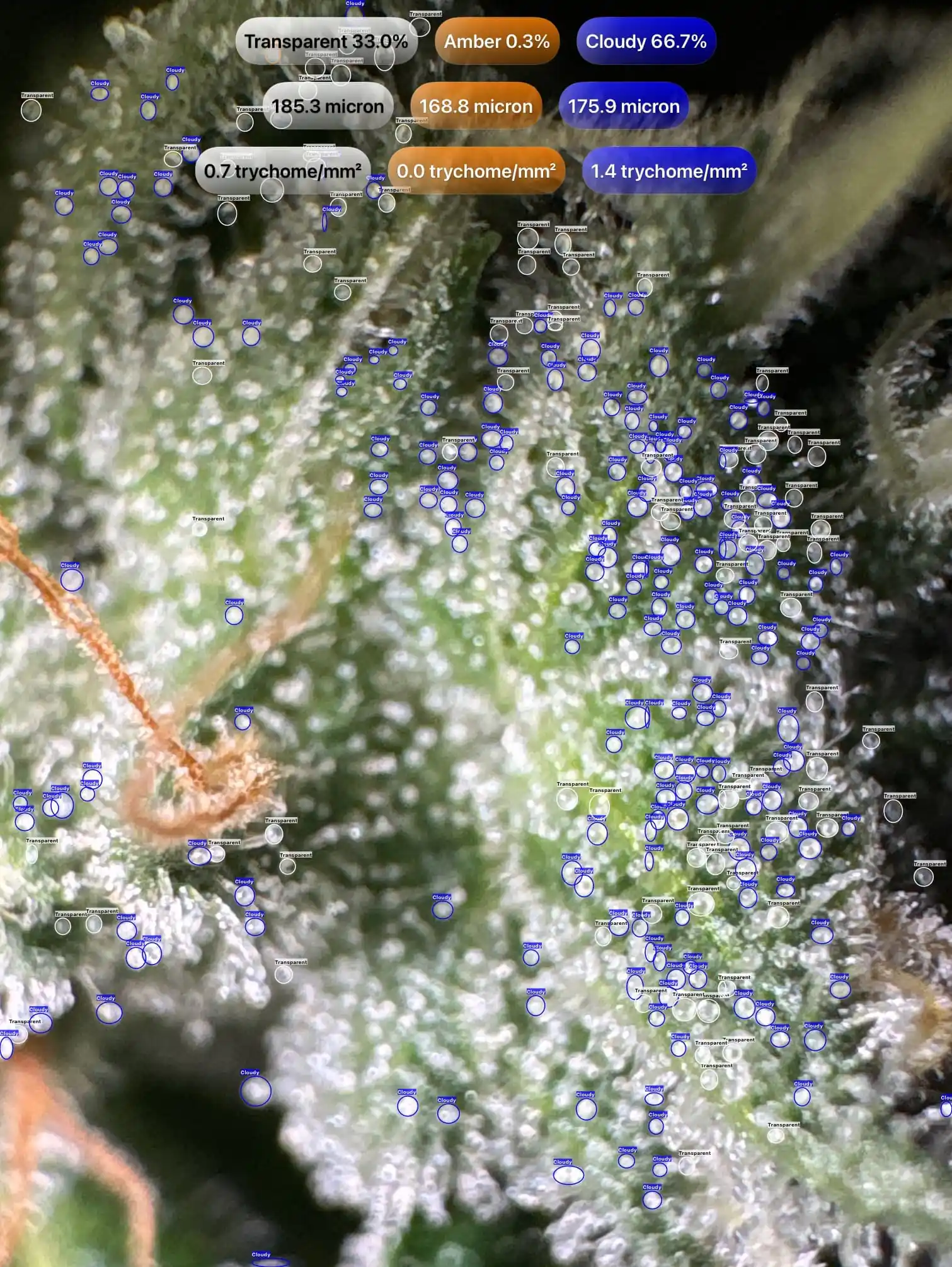Cannabis trichomes detected with GrowBotiq Lab