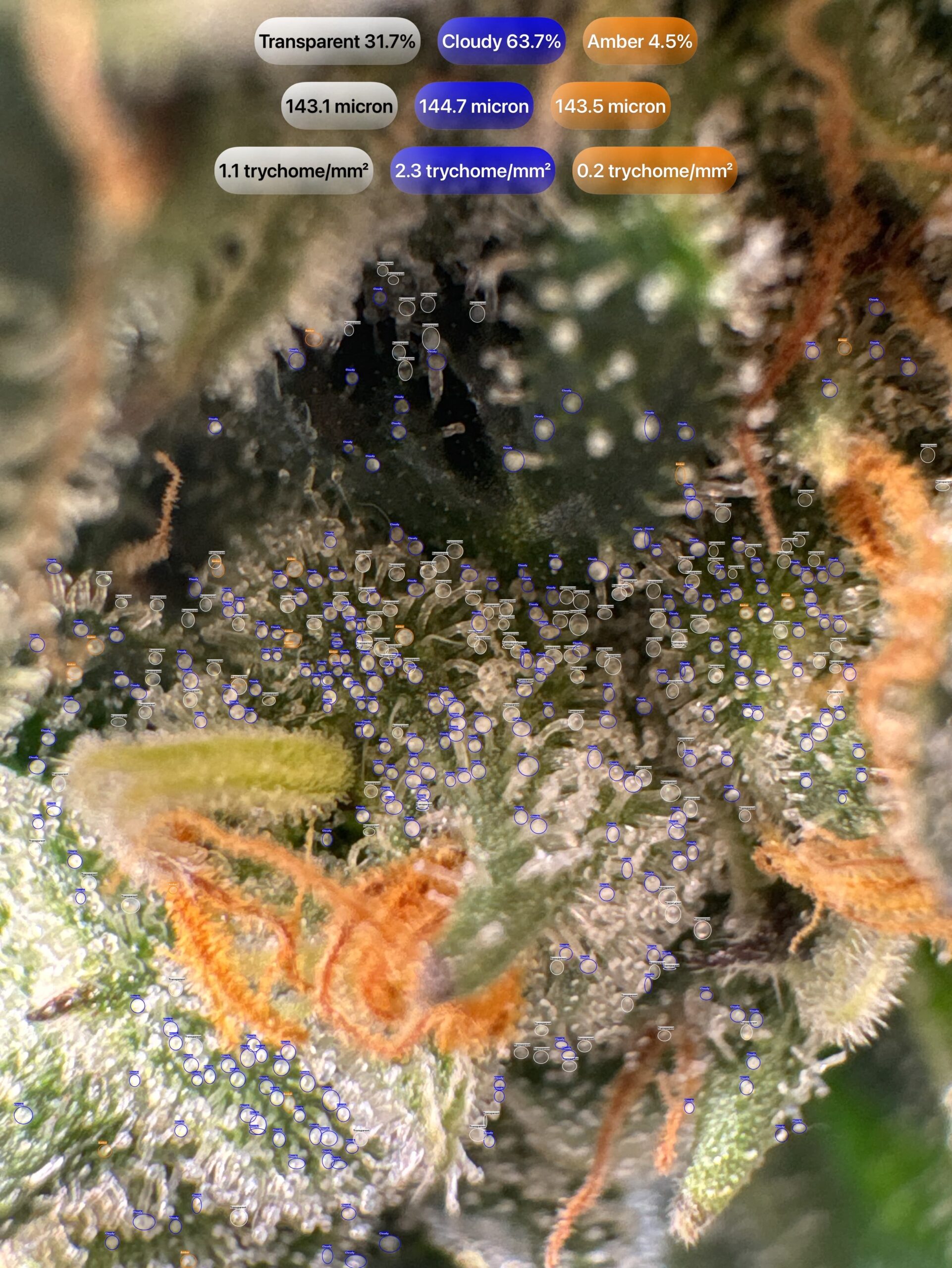 Cannabis trichomes detected with GrowBotiq Lab