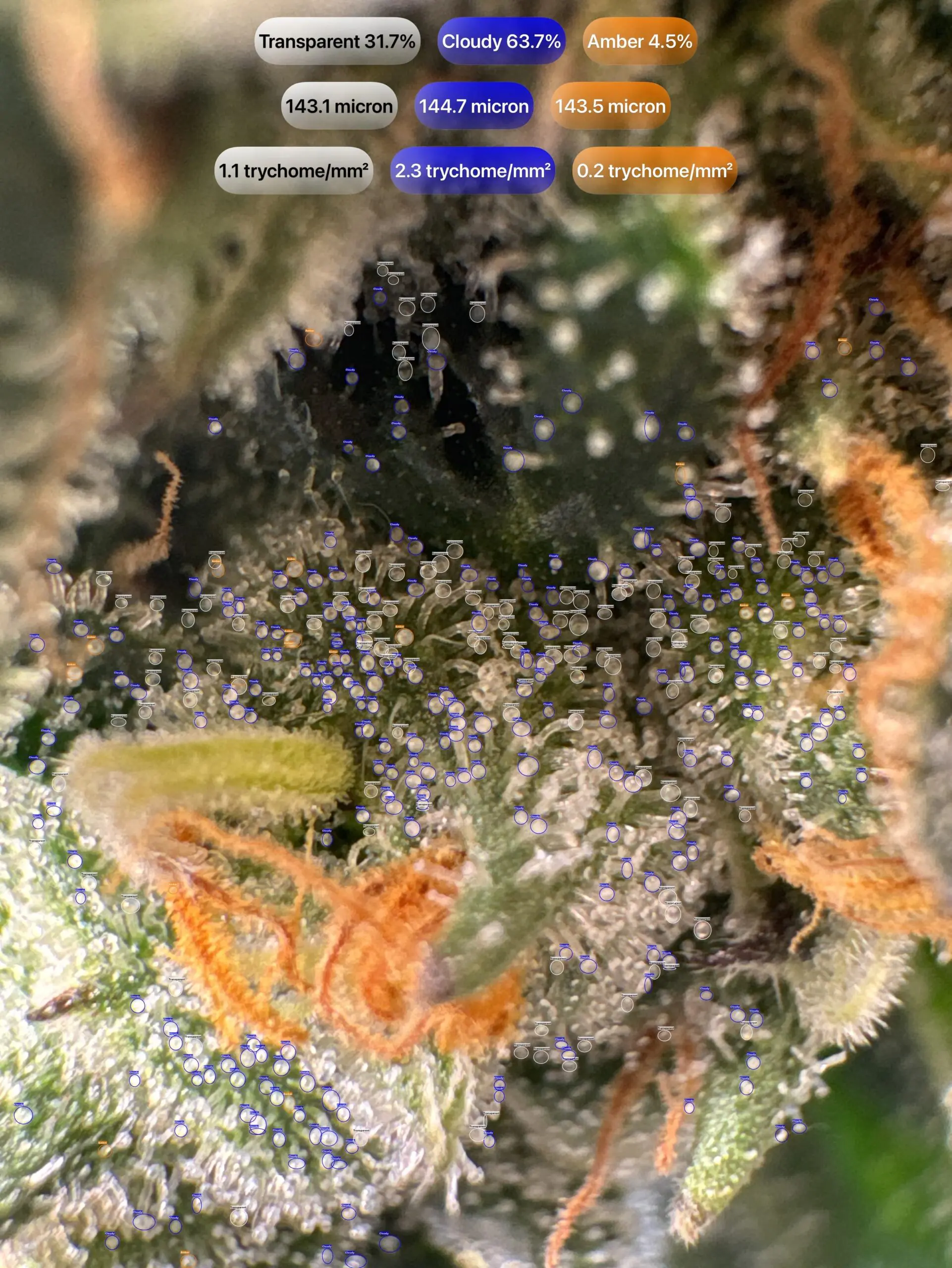 Cannabis trichomes detected with GrowBotiq Lab