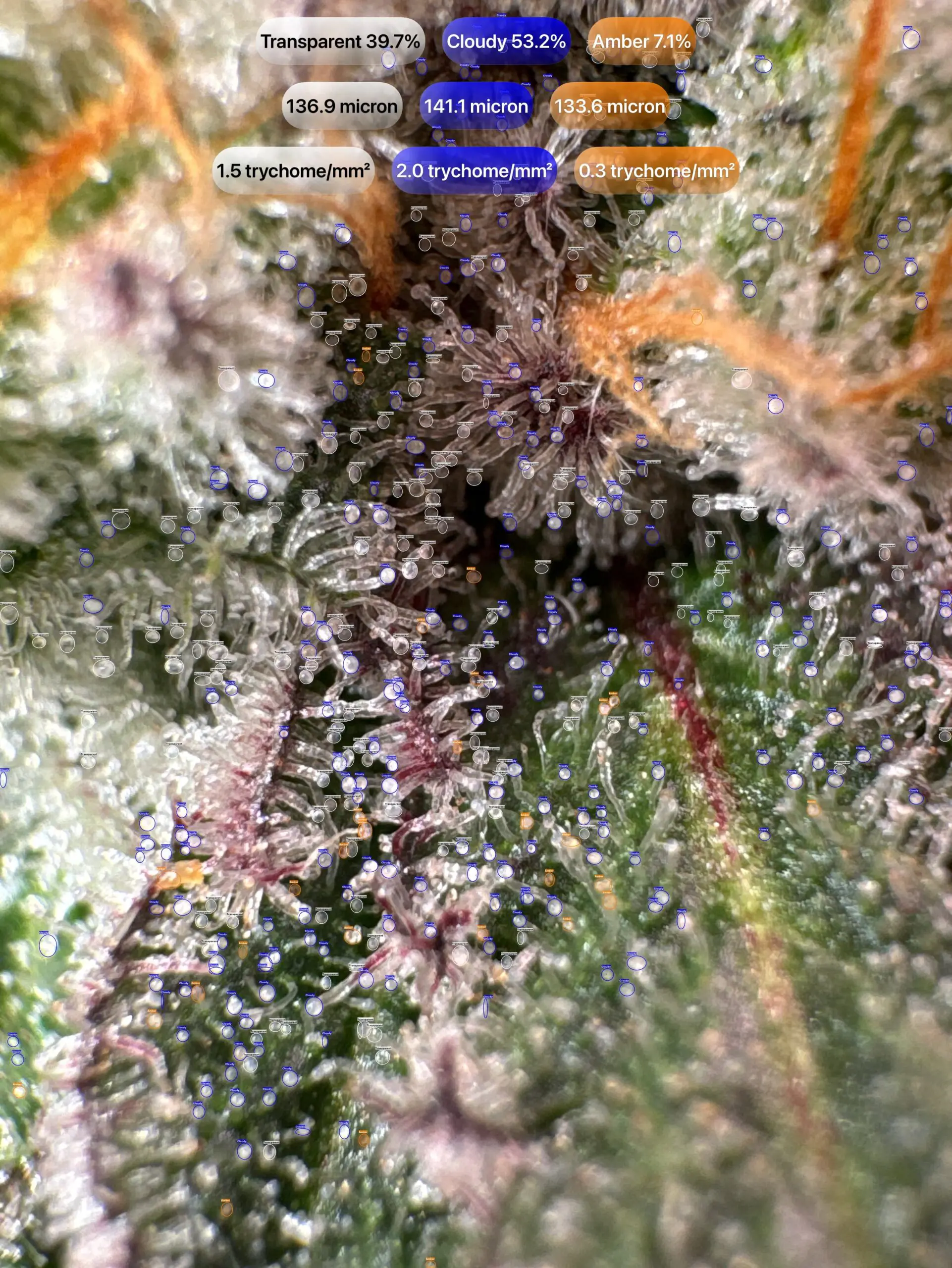 Cannabis trichomes detected with GrowBotiq Lab