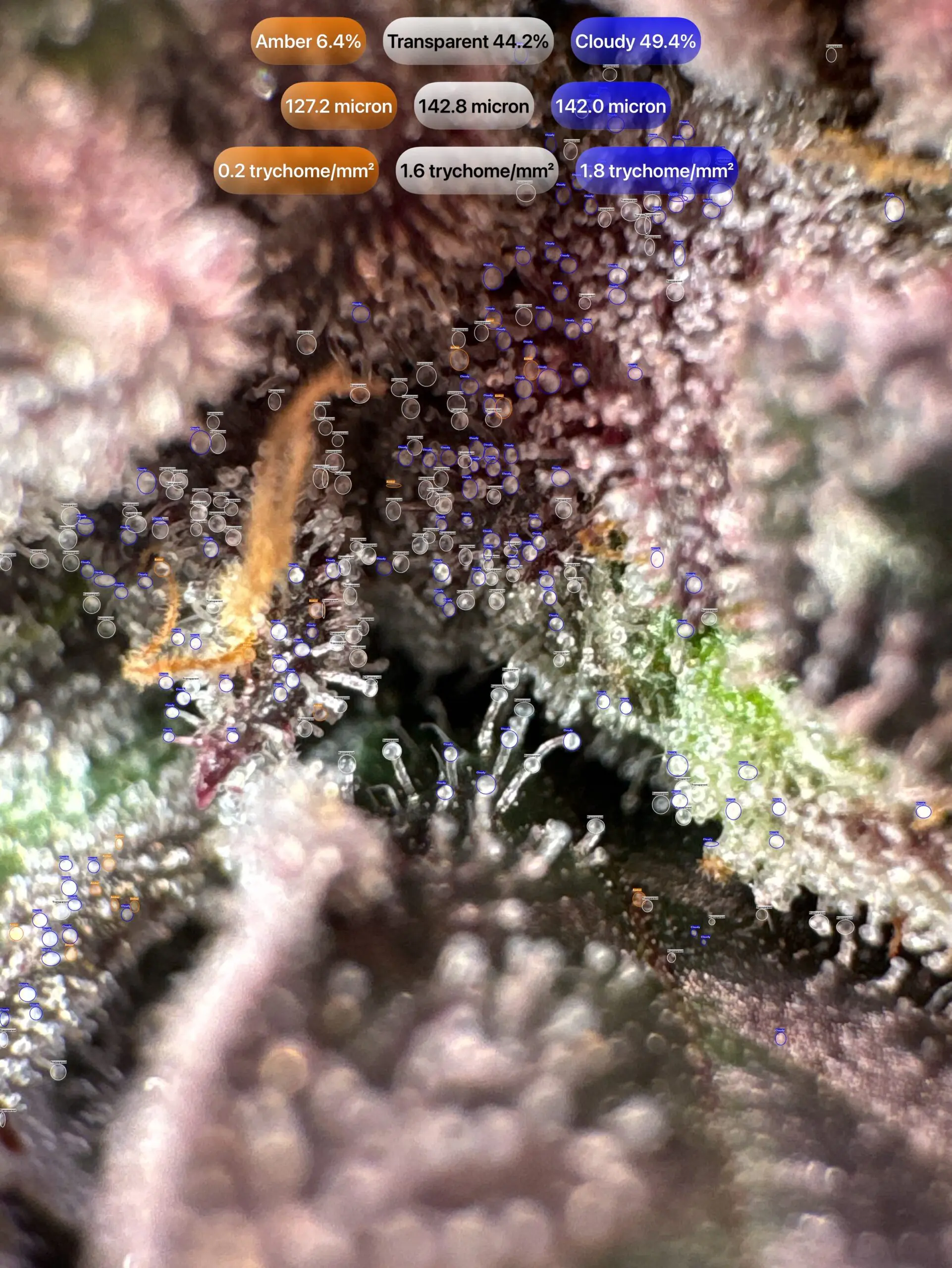 Cannabis trichomes detected with GrowBotiq Lab