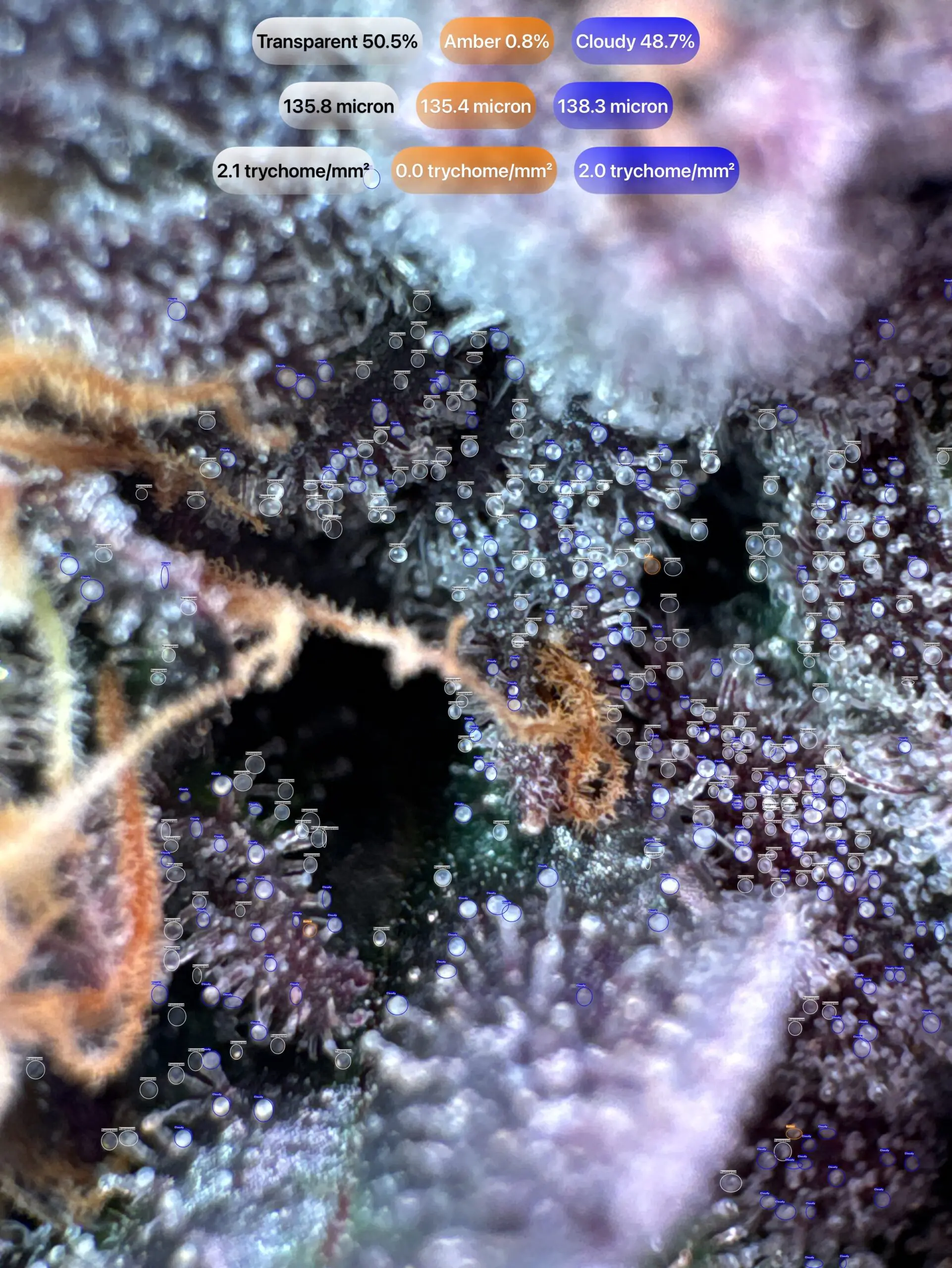 Cannabis trichomes detected with GrowBotiq Lab