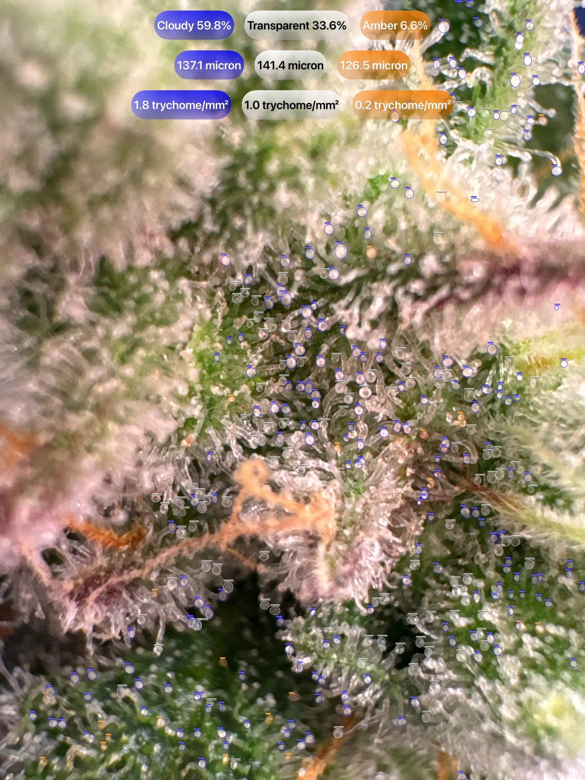 Cannabis trichomes detected with GrowBotiq Lab