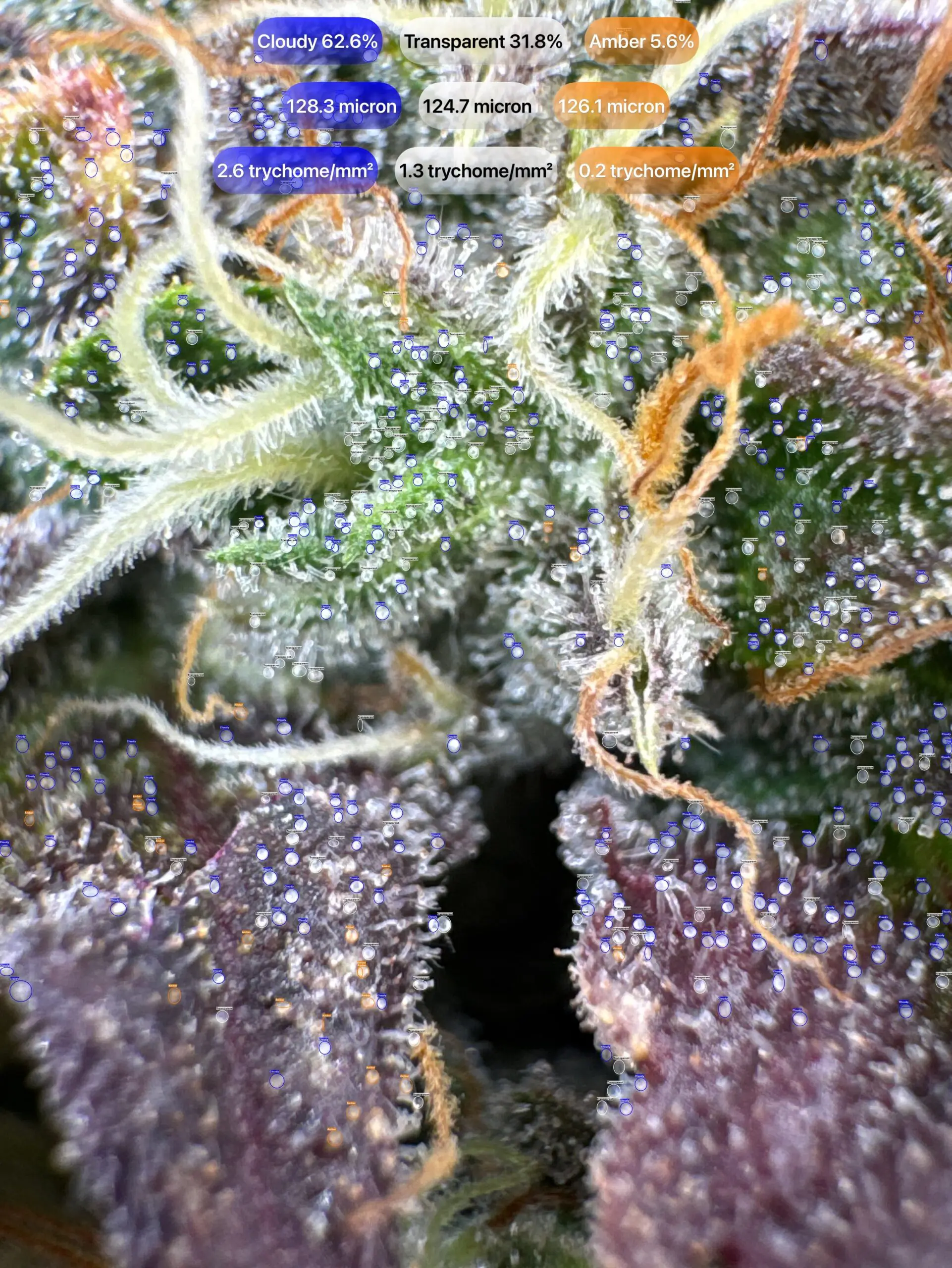 Cannabis trichomes detected with GrowBotiq Lab