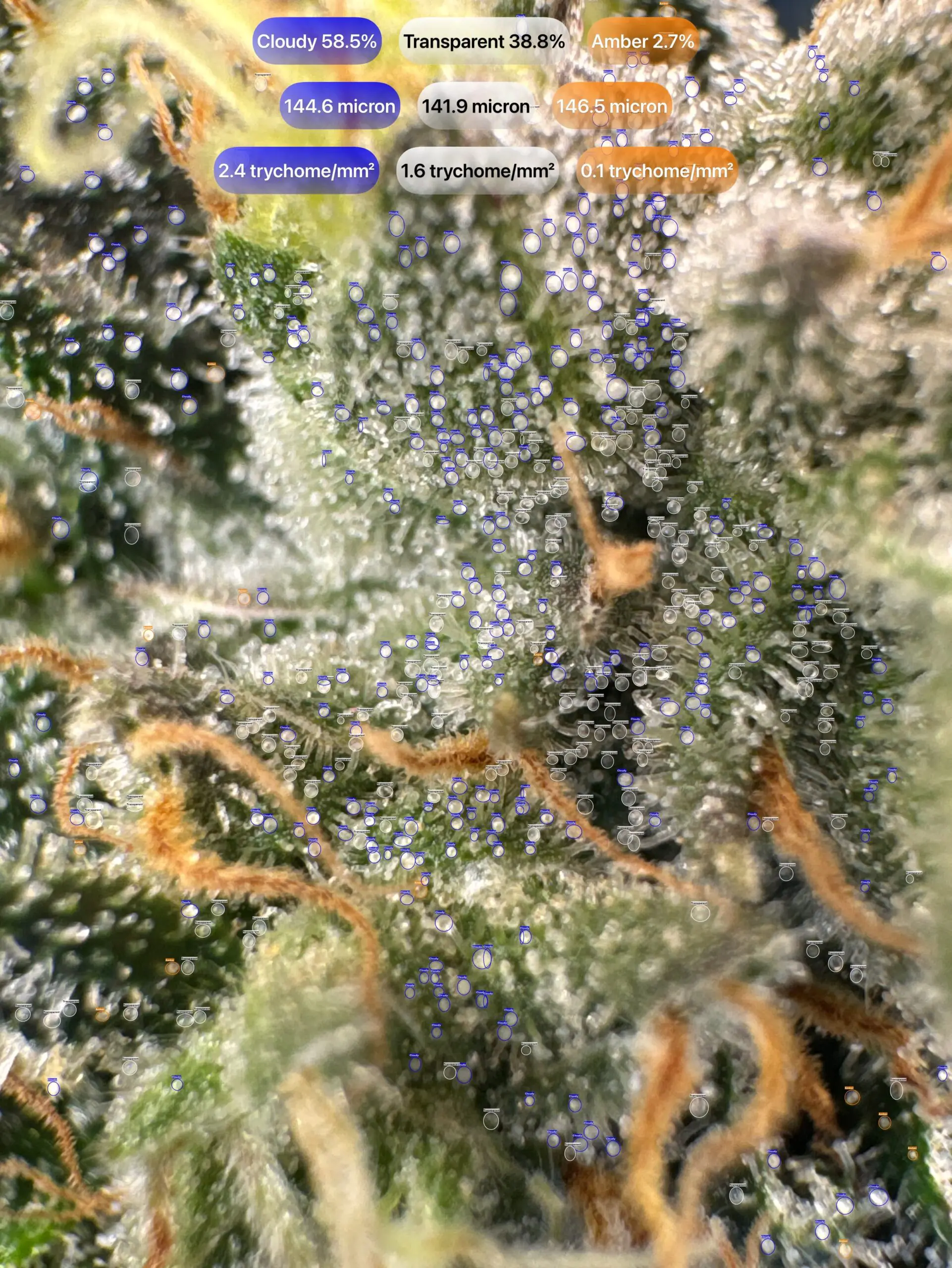 Cannabis trichomes — GrowBotiq Lab AI