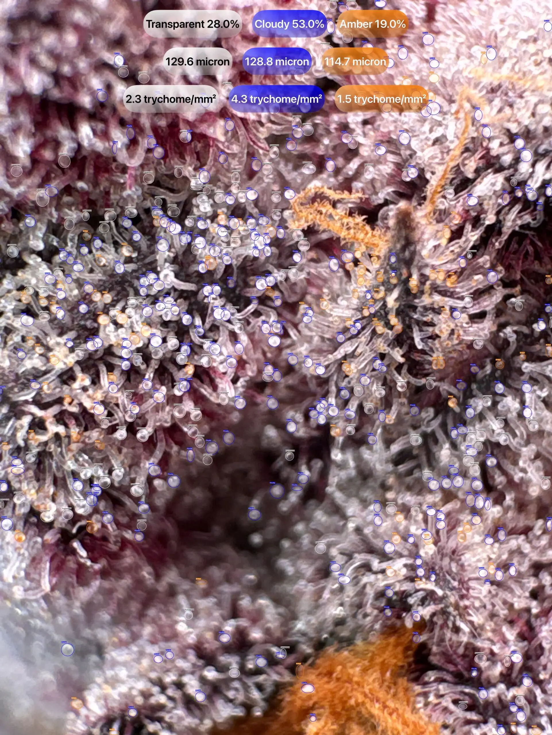 Cannabis trichomes detected with GrowBotiq Lab