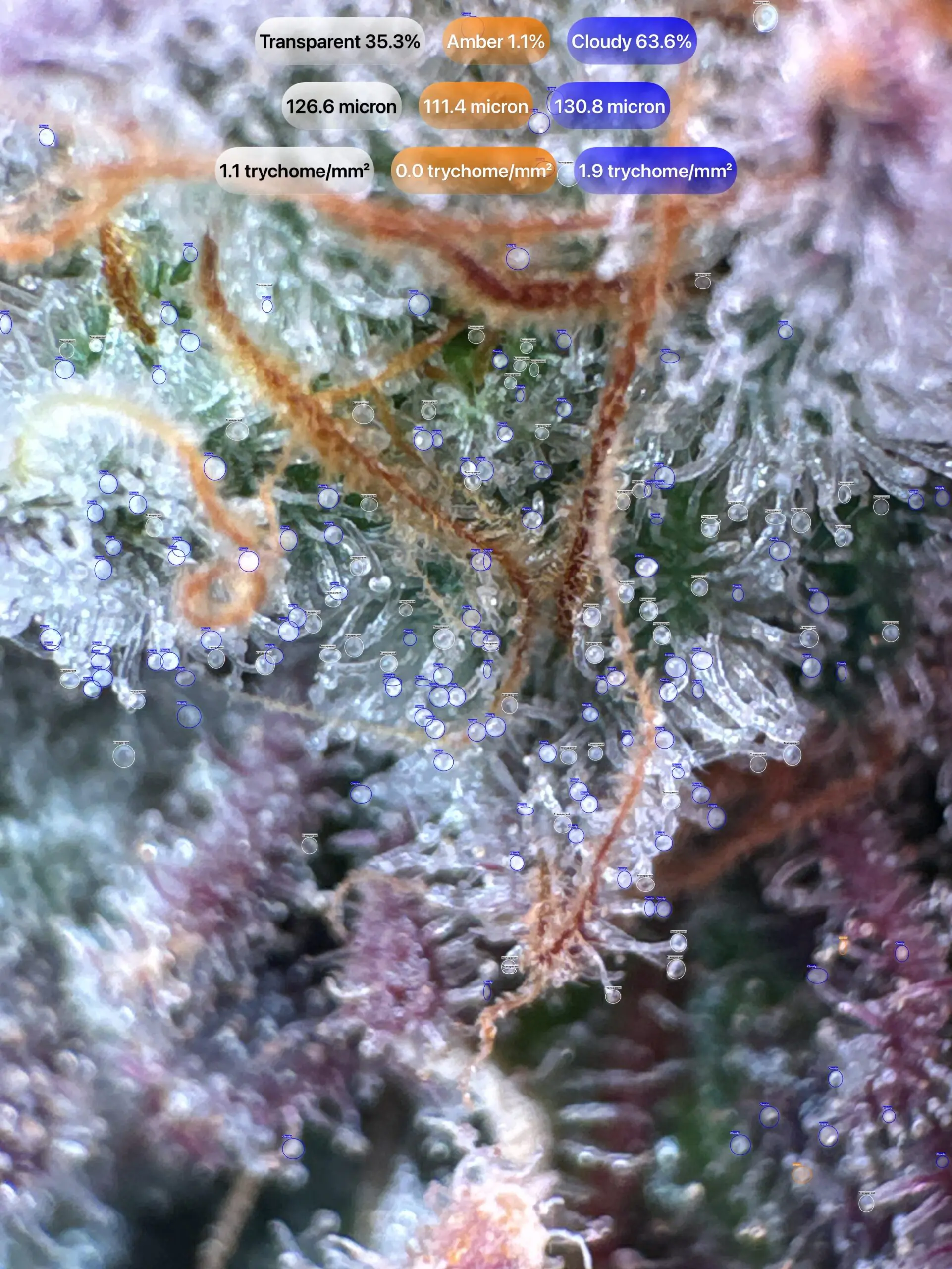 Cannabis trichomes detected with GrowBotiq Lab