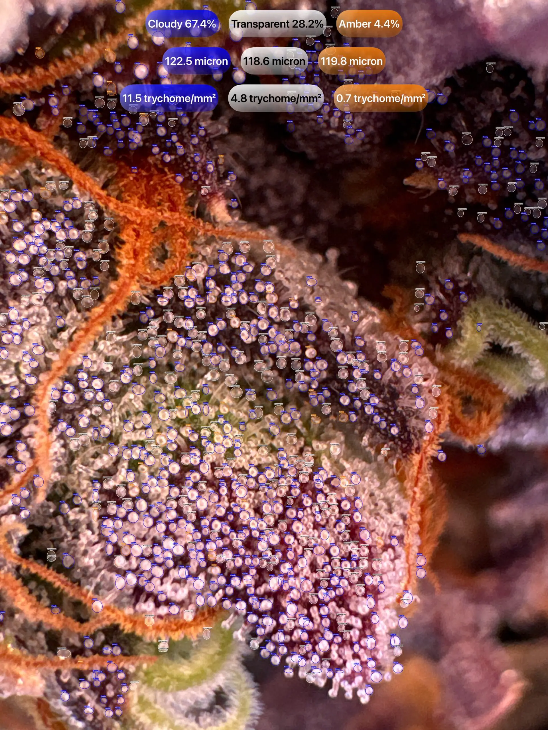 Cannabis trichomes — GrowBotiq Lab AI